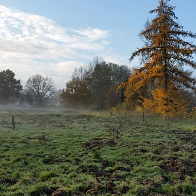 Hilal Sezgin Wiese Natur Morgenstimmung