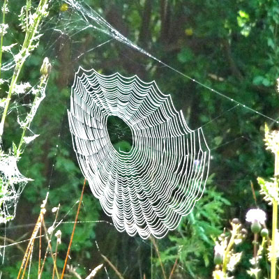 Hilal Sezgin Spinnennetz